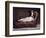 Manet: Spanish Costume-Edouard Manet-Framed Giclee Print