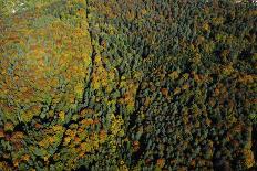 Stuttgart-Vaihingen, area of 'Steinengarten', autumnal forest, Germany, Baden-Wuerttemberg, aerial -Manfred Storck-Photographic Print