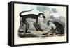 Mangabey, 1863-79-Raimundo Petraroja-Framed Stretched Canvas