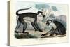 Mangabey, 1863-79-Raimundo Petraroja-Stretched Canvas