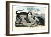 Mangabey, 1863-79-Raimundo Petraroja-Framed Giclee Print