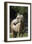 Mangalarga Filly 002-Bob Langrish-Framed Photographic Print