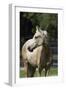 Mangalarga Filly 002-Bob Langrish-Framed Photographic Print