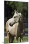 Mangalarga Filly 002-Bob Langrish-Mounted Photographic Print