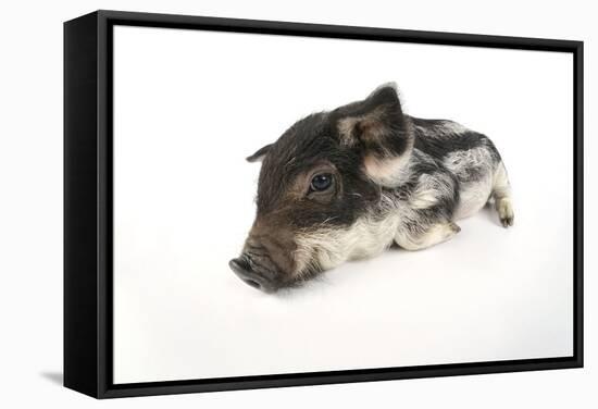 Mangalitza Piglet on White Background-null-Framed Stretched Canvas