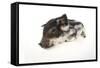 Mangalitza Piglet on White Background-null-Framed Stretched Canvas