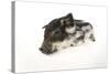 Mangalitza Piglet on White Background-null-Stretched Canvas