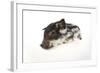 Mangalitza Piglet on White Background-null-Framed Photographic Print