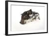 Mangalitza Piglet on White Background-null-Framed Photographic Print