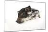 Mangalitza Piglet on White Background-null-Mounted Photographic Print