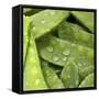 Mangetout with Drops of Water-Chris Schäfer-Framed Stretched Canvas