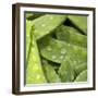 Mangetout with Drops of Water-Chris Schäfer-Framed Photographic Print