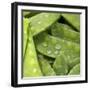 Mangetout with Drops of Water-Chris Schäfer-Framed Photographic Print