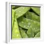 Mangetout with Drops of Water-Chris Schäfer-Framed Photographic Print