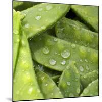 Mangetout with Drops of Water-Chris Schäfer-Mounted Photographic Print