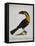 Mangiapepe Toucan (Tucana Piperivora)-null-Framed Stretched Canvas