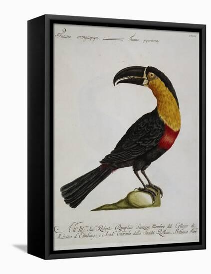 Mangiapepe Toucan (Tucana Piperivora)-null-Framed Stretched Canvas