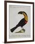 Mangiapepe Toucan (Tucana Piperivora)-null-Framed Giclee Print