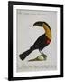 Mangiapepe Toucan (Tucana Piperivora)-null-Framed Giclee Print