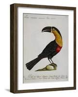 Mangiapepe Toucan (Tucana Piperivora)-null-Framed Giclee Print