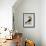 Mangiapepe Toucan (Tucana Piperivora)-null-Framed Giclee Print displayed on a wall
