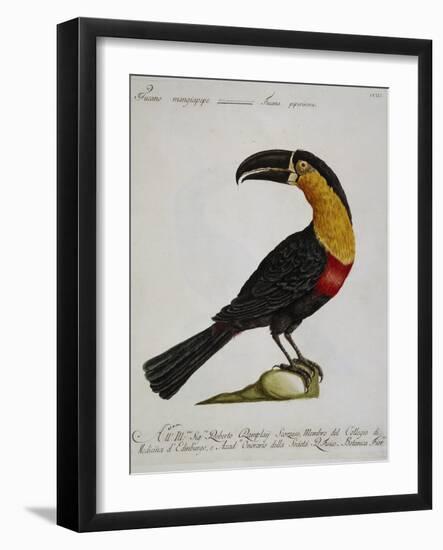 Mangiapepe Toucan (Tucana Piperivora)-null-Framed Giclee Print