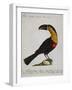 Mangiapepe Toucan (Tucana Piperivora)-null-Framed Giclee Print