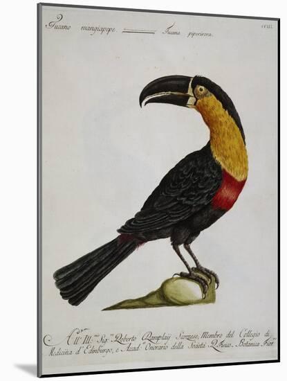 Mangiapepe Toucan (Tucana Piperivora)-null-Mounted Giclee Print