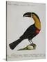 Mangiapepe Toucan (Tucana Piperivora)-null-Stretched Canvas