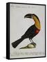 Mangiapepe Toucan (Tucana Piperivora)-null-Framed Stretched Canvas