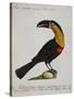 Mangiapepe Toucan (Tucana Piperivora)-null-Stretched Canvas