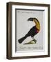 Mangiapepe Toucan (Tucana Piperivora)-null-Framed Giclee Print