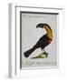 Mangiapepe Toucan (Tucana Piperivora)-null-Framed Giclee Print