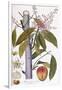 Mangifera Indica-null-Framed Giclee Print