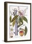 Mangifera Indica-null-Framed Giclee Print