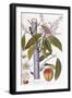 Mangifera Indica-null-Framed Giclee Print