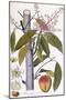 Mangifera Indica-null-Mounted Giclee Print