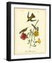 Mango Hummingbird-John James Audubon-Framed Giclee Print