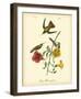 Mango Hummingbird-John James Audubon-Framed Giclee Print