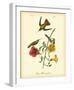 Mango Hummingbird-John James Audubon-Framed Giclee Print