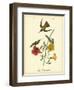 Mango Hummingbird-John James Audubon-Framed Art Print