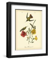 Mango Hummingbird-John James Audubon-Framed Art Print