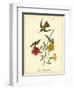 Mango Hummingbird-John James Audubon-Framed Art Print