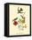 Mango Hummingbird-John James Audubon-Framed Stretched Canvas