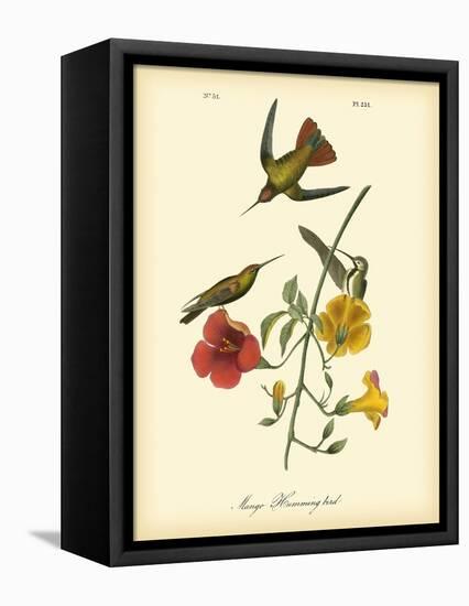 Mango Hummingbird-John James Audubon-Framed Stretched Canvas