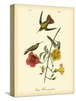 Mango Hummingbird-John James Audubon-Stretched Canvas