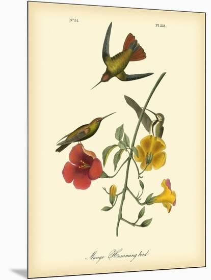 Mango Hummingbird-John James Audubon-Mounted Art Print