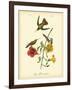 Mango Hummingbird-John James Audubon-Framed Art Print