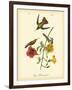 Mango Hummingbird-John James Audubon-Framed Art Print