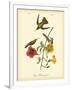 Mango Hummingbird-John James Audubon-Framed Art Print